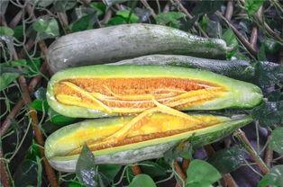 最近哪个网红吃瓜,揭秘娱乐圈惊天大瓜！  第3张